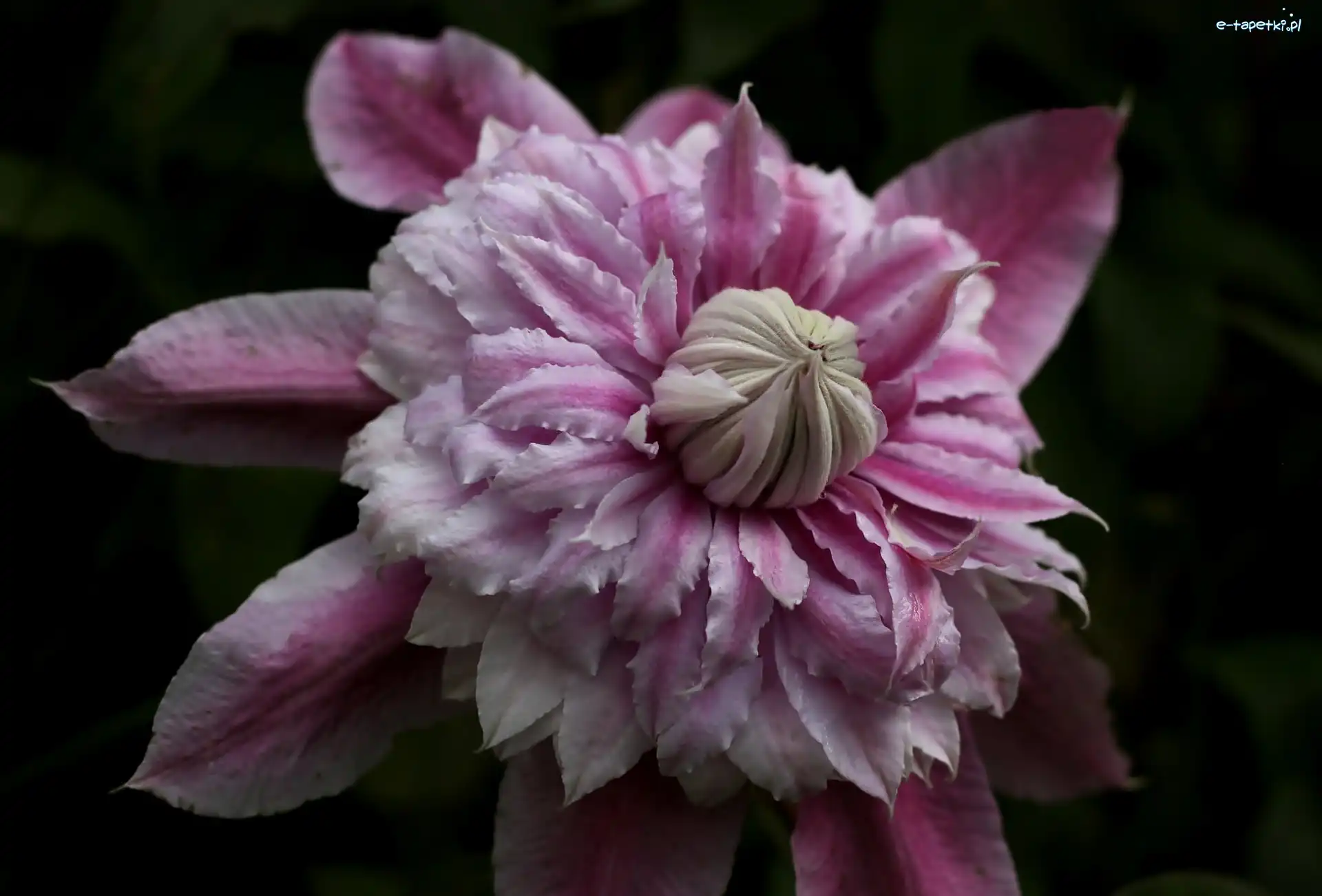 Clematis, Różowy