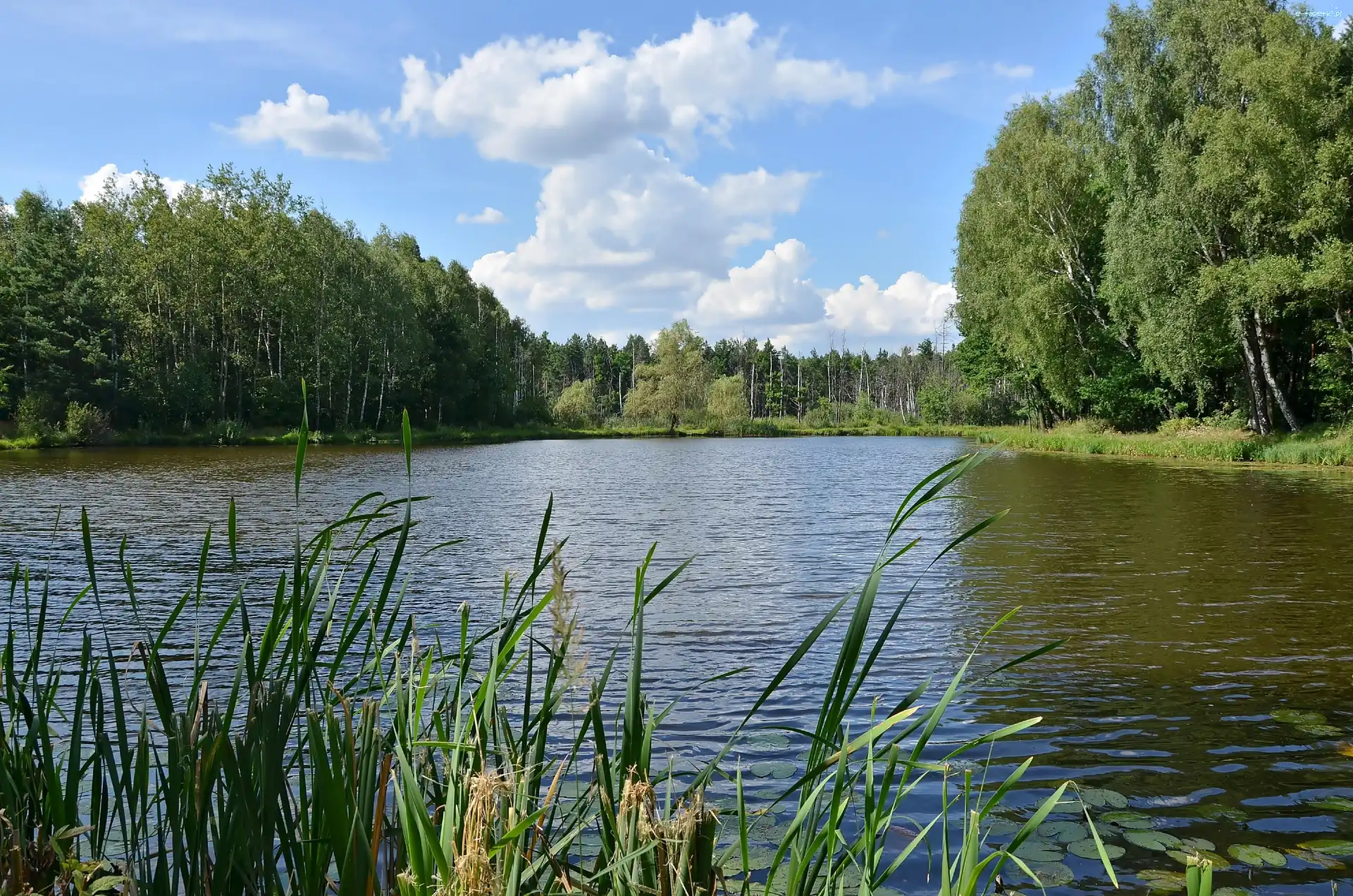 Jezioro, Rozlewisko, Lato