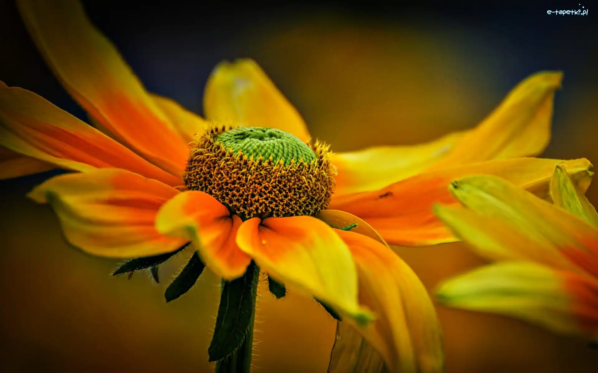 Rudbekia, Kwiaty