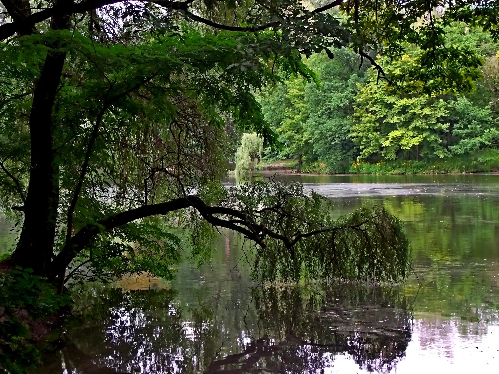 Wiosna, Drzewa, Staw