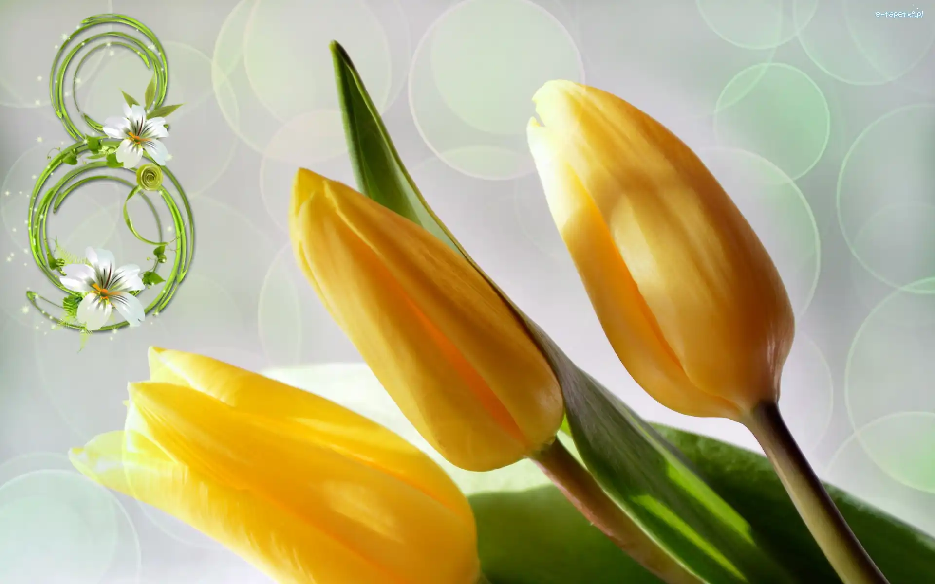 Dzień Kobiet, Cyfra, Tulipany