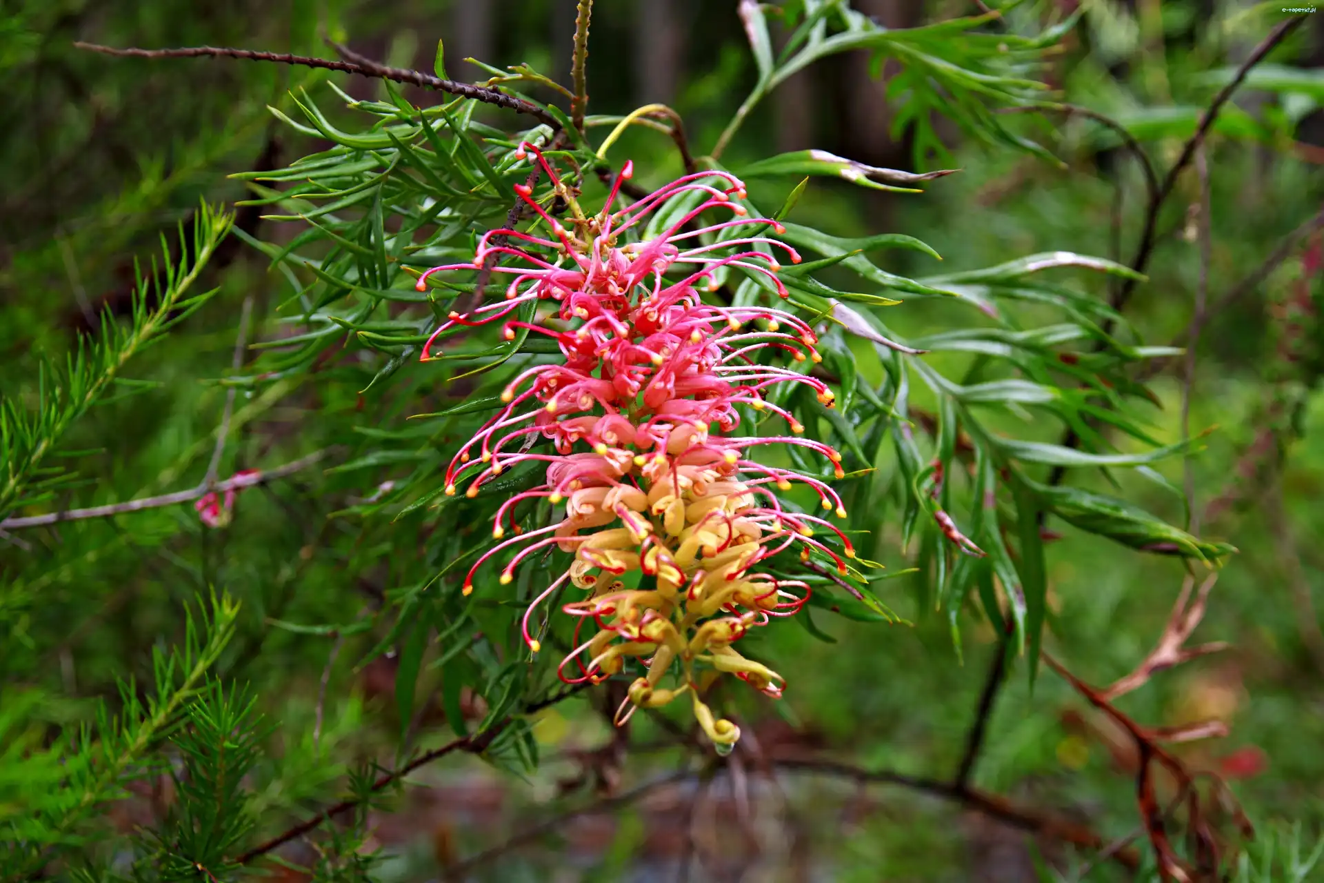 Gałązki, Kwiat, Grevillea