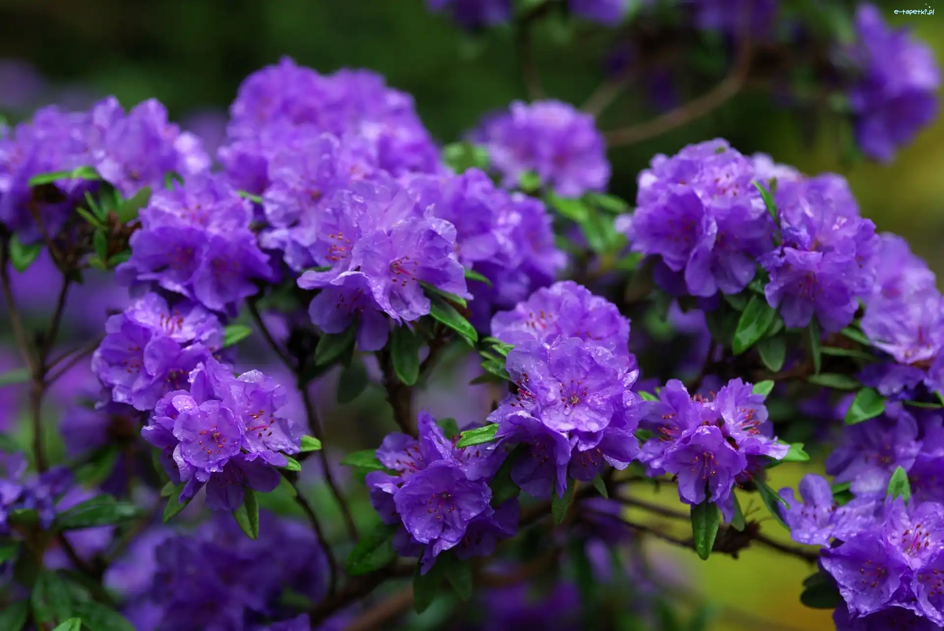 Fioletowe, Krople, Kwiaty, Rododendron, Deszczu