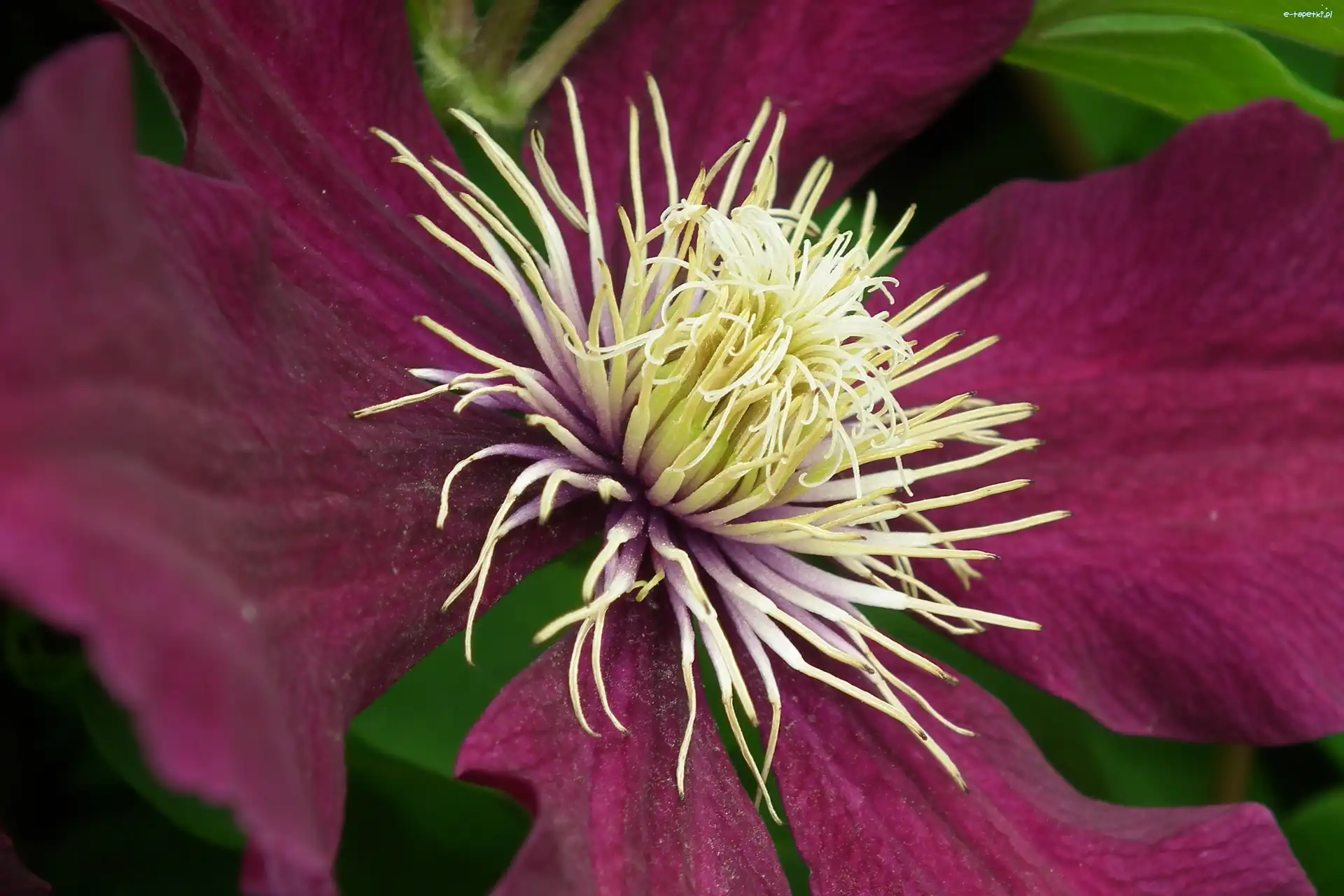 Clematis, Kwiat, Przyroda