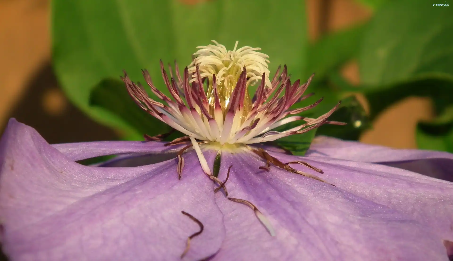 Clematis, Kwiat, Przyroda