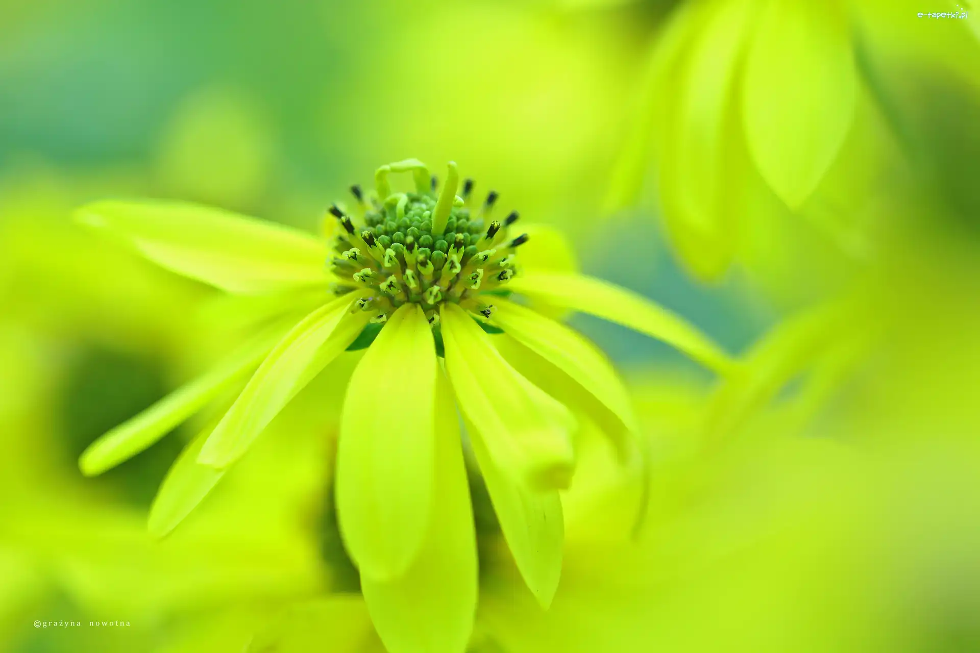Kwiaty, Żółte, Rudbekia Naga
