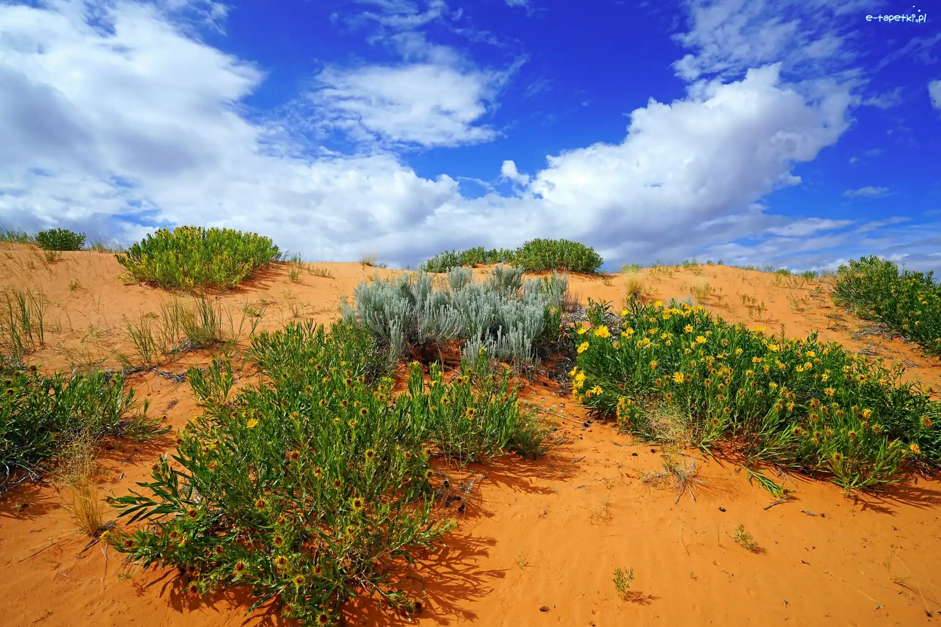 Stany Zjednoczone, Park stanowy Coral Pink Sand Dunes, Stan Utah, Rośliny Ericameria Linearifoli, Wydmy