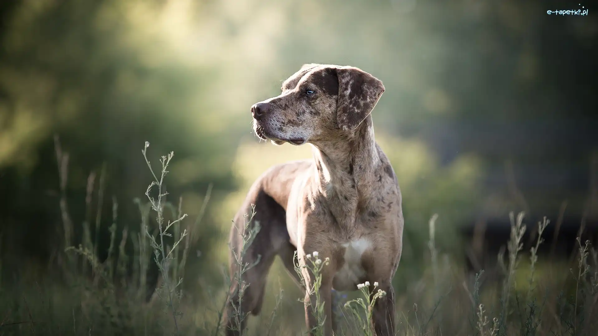 Rozmyte, Łąka, Rosliny, Tło, Catahoula leopard dog, Pies