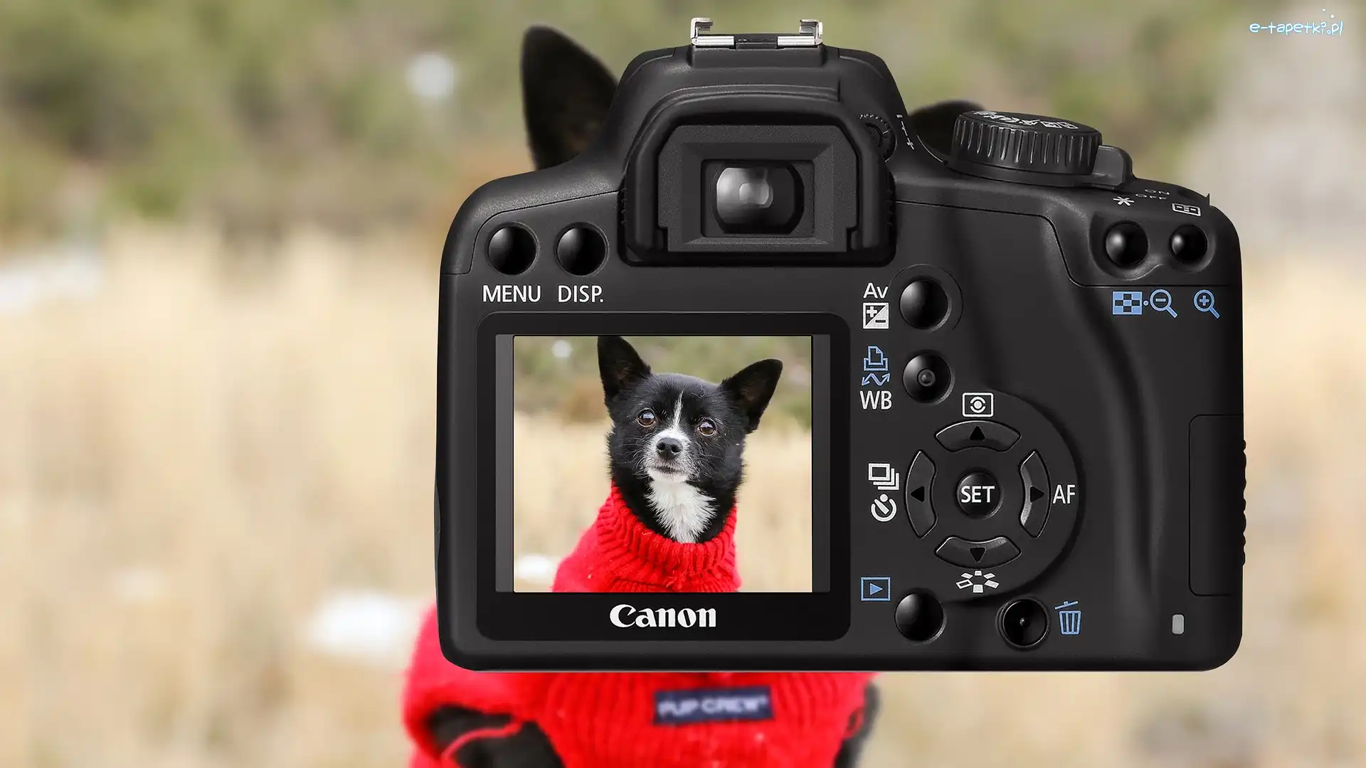 Aparat fotograficzny, Pies, Canon, Sweterek, Czerwony