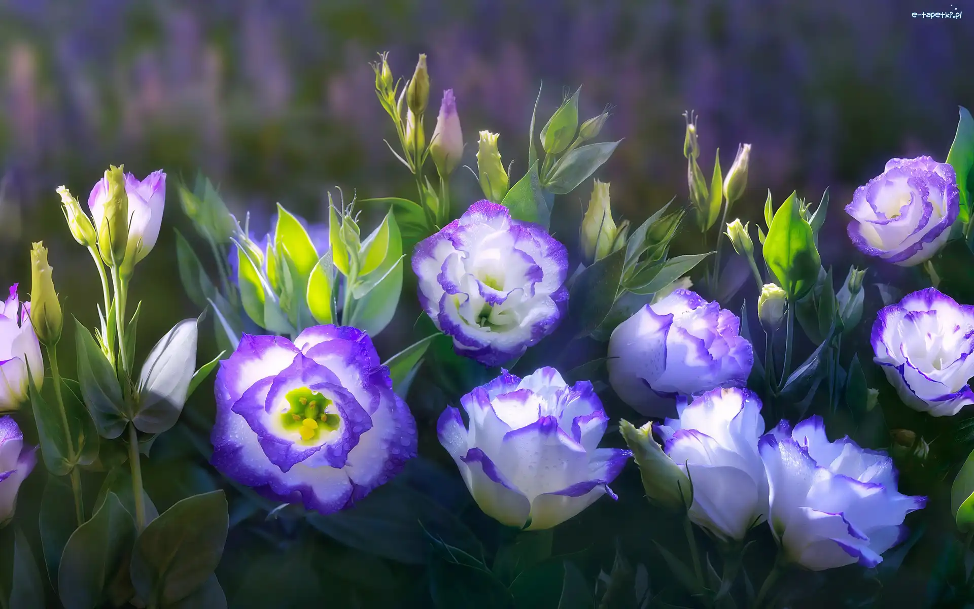 Pąki, Eustoma, Kwiaty