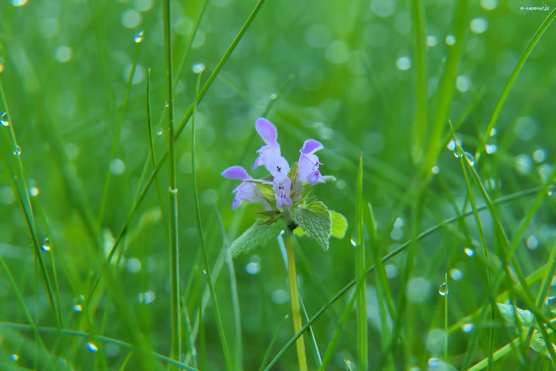 Trawa, Jasnota purpurowa, Kwiat