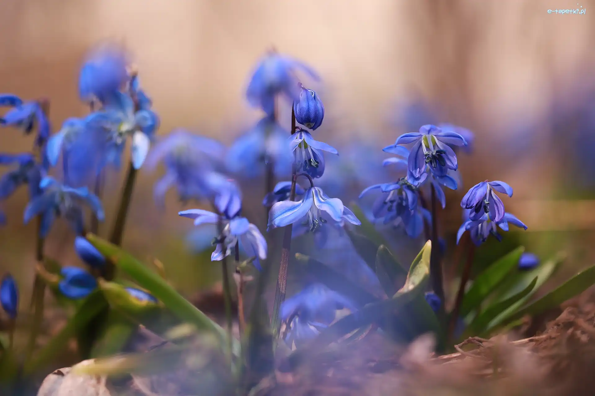 Kwiaty, Zbliżenie, Niebieskie, Cebulice syberyjskie