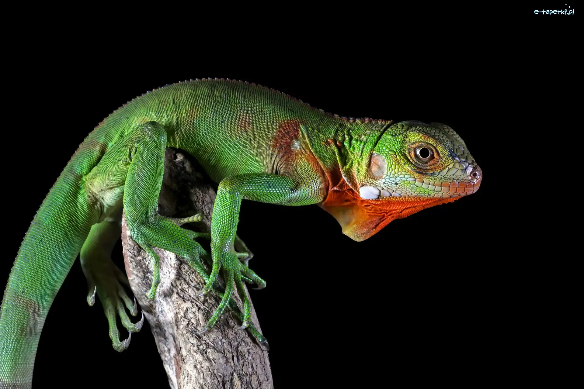 Legwan zielony, Zbliżenie, Iguana, Jaszczurka
