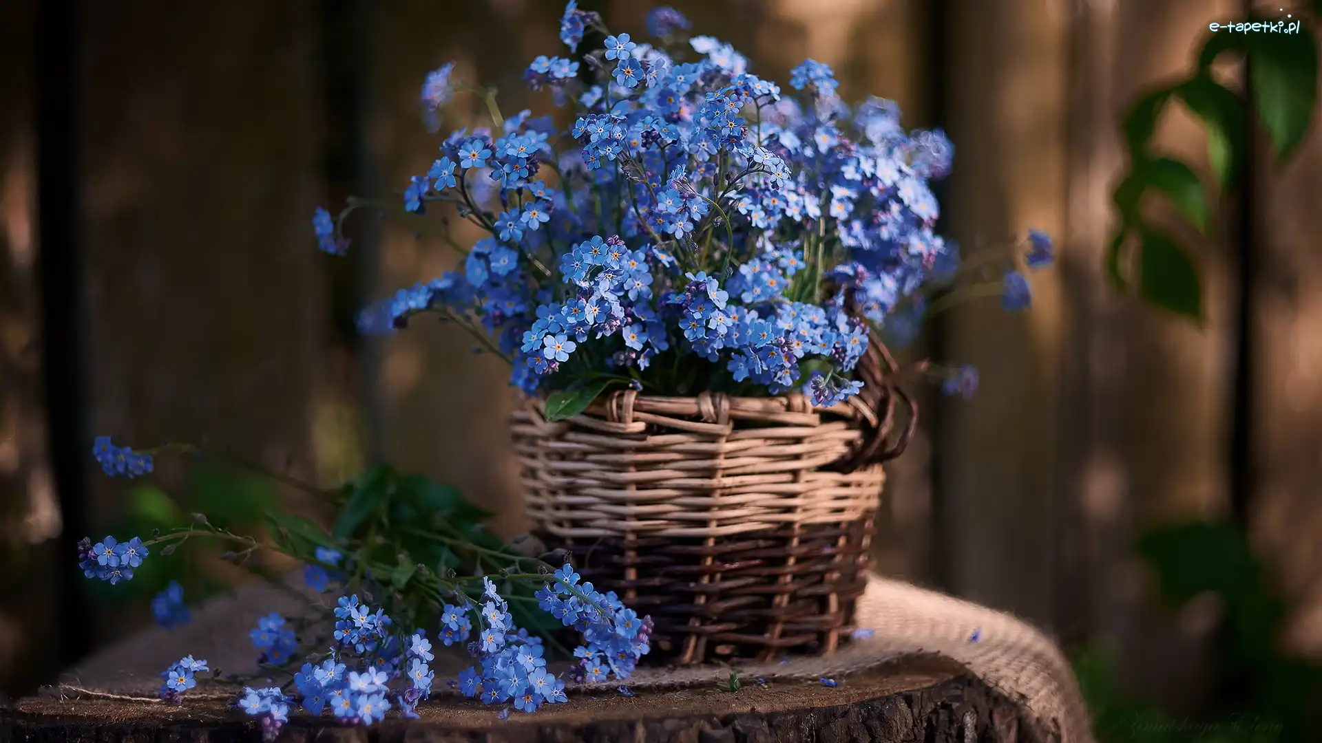 Niebieskie, Koszyk, Kwiaty, Niezapominajki
