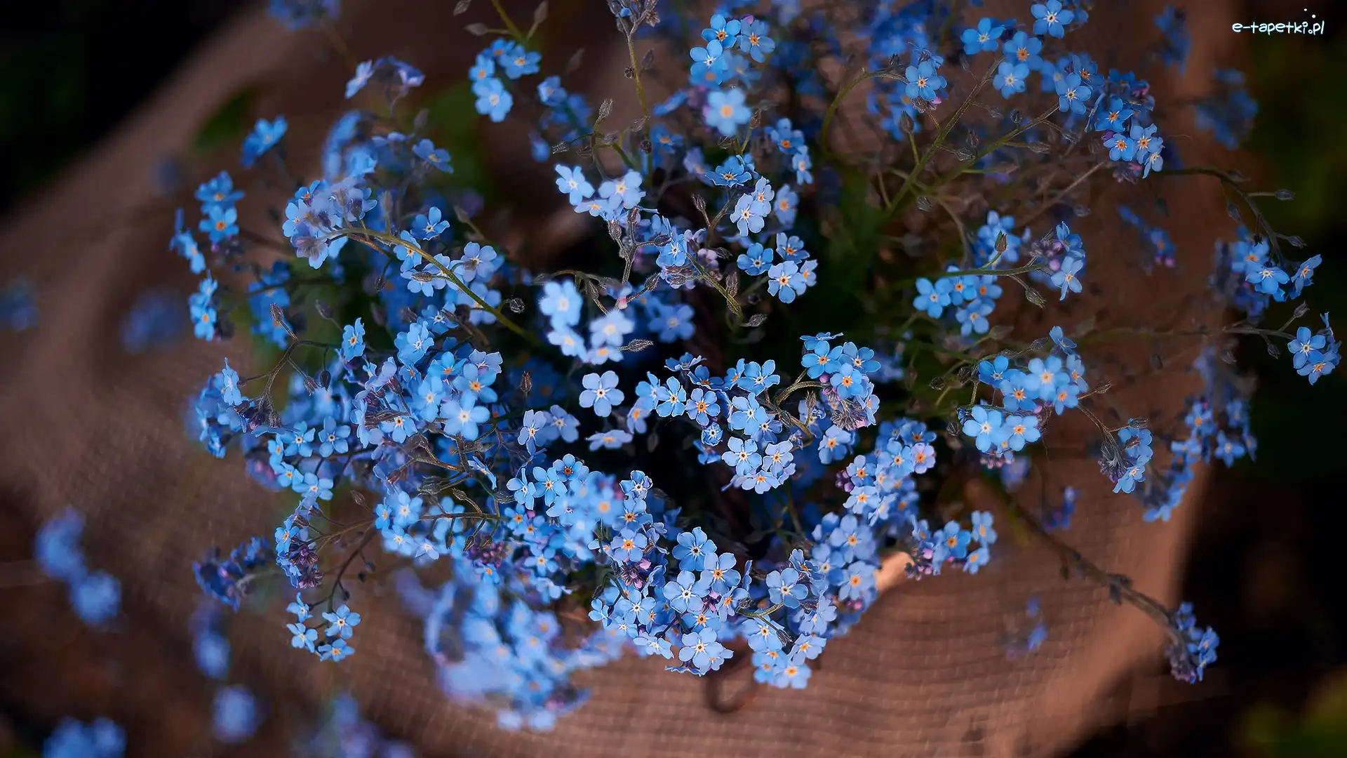 Drobne, Niezapominajki, Kwiaty, Niebieskie