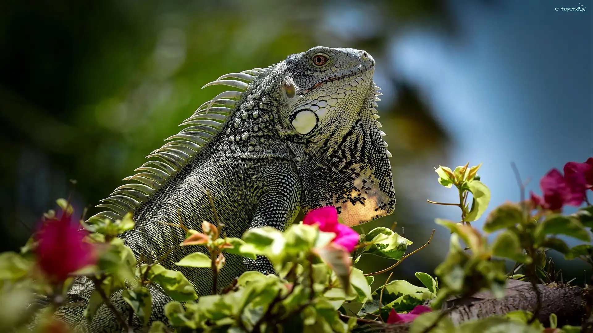 Iguana, Kwiaty, Jaszczurka, Legwan zielony
