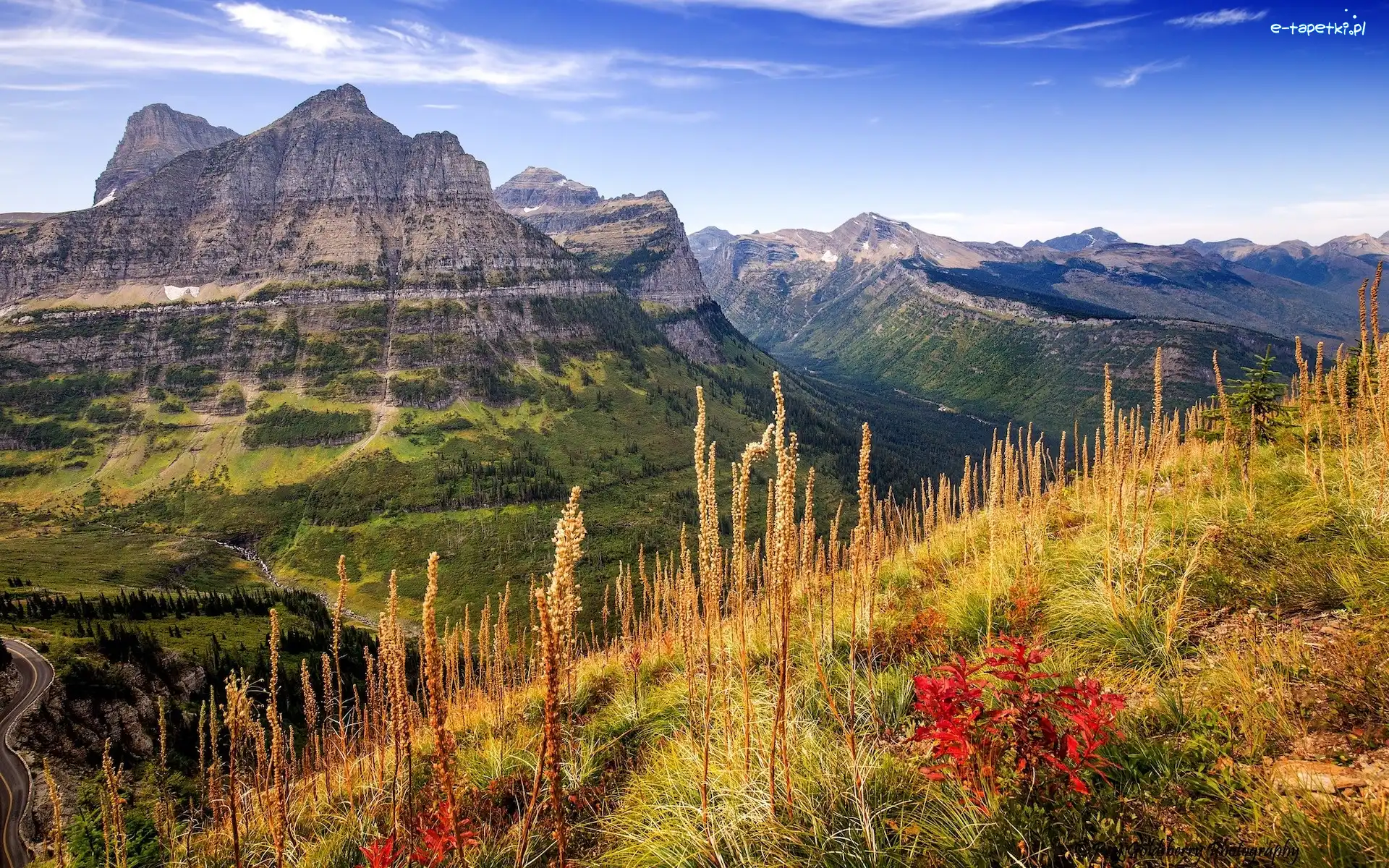 Kwiaty, Park Narodowy Glacier, Góry, Montana, Stany Zjednoczone, Łąka, Dolina
