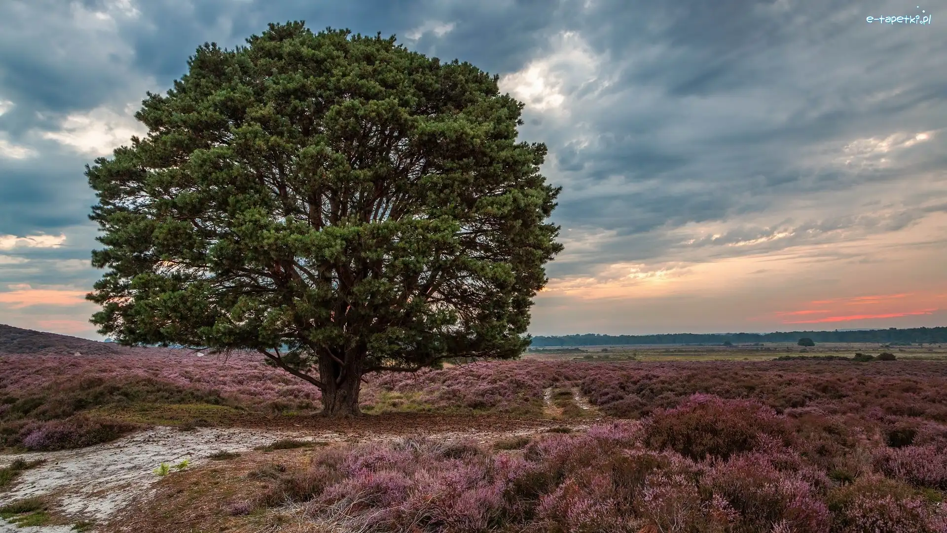Roydon Common, Drzewo, Rezerwat Przyrody, Anglia, Wrzosowisko, Wschód słońca
