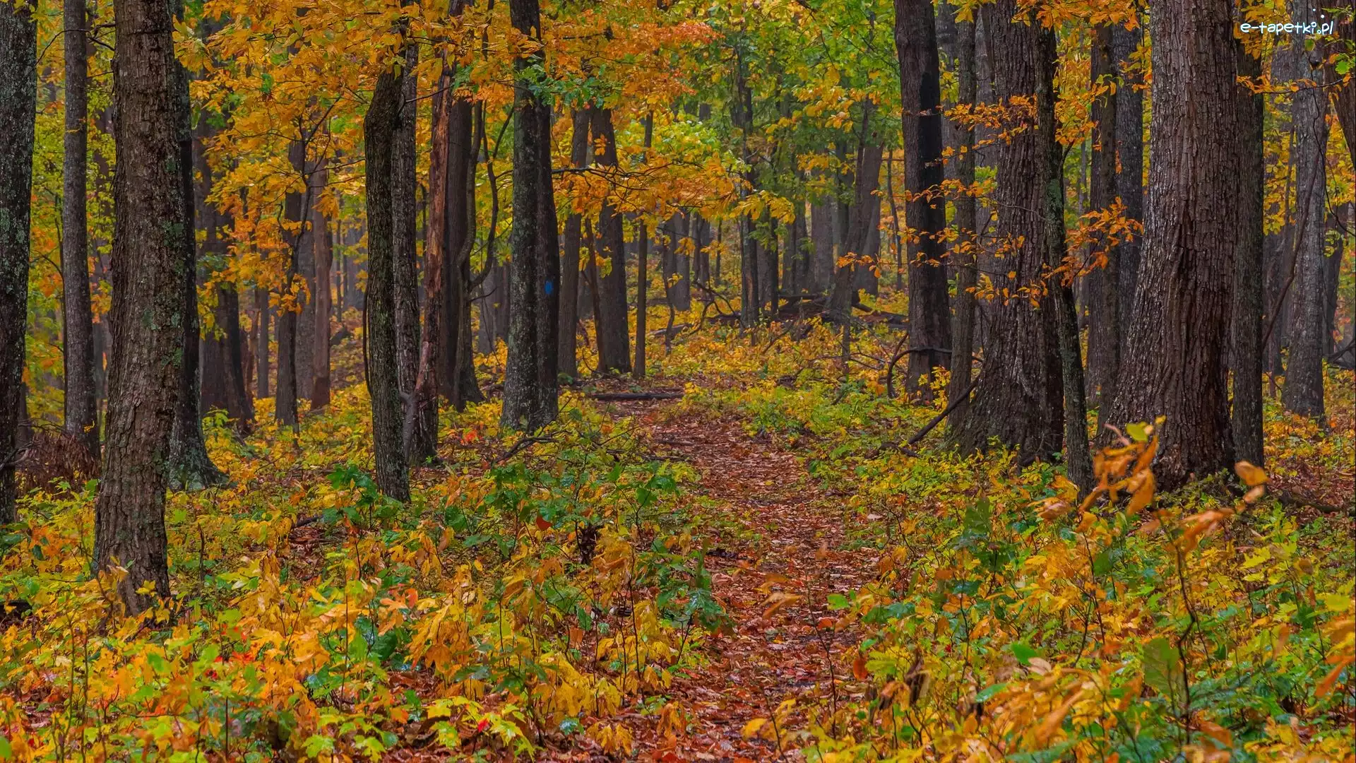 Ścieżka, Kolorowe, Drzewa, Las, Jesień, Liście, Opadłe