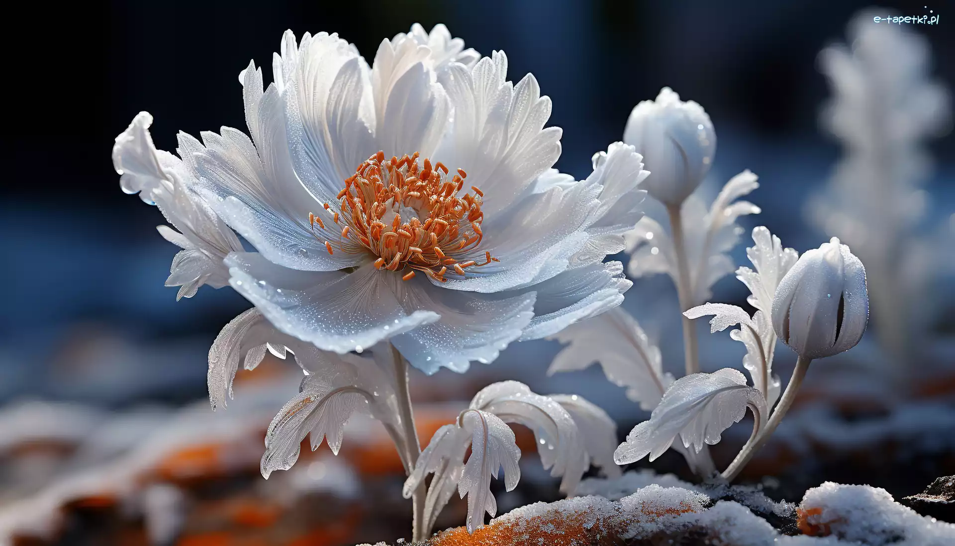 Oszroniony, Kwiat, Biały, Grafika, Śnieg