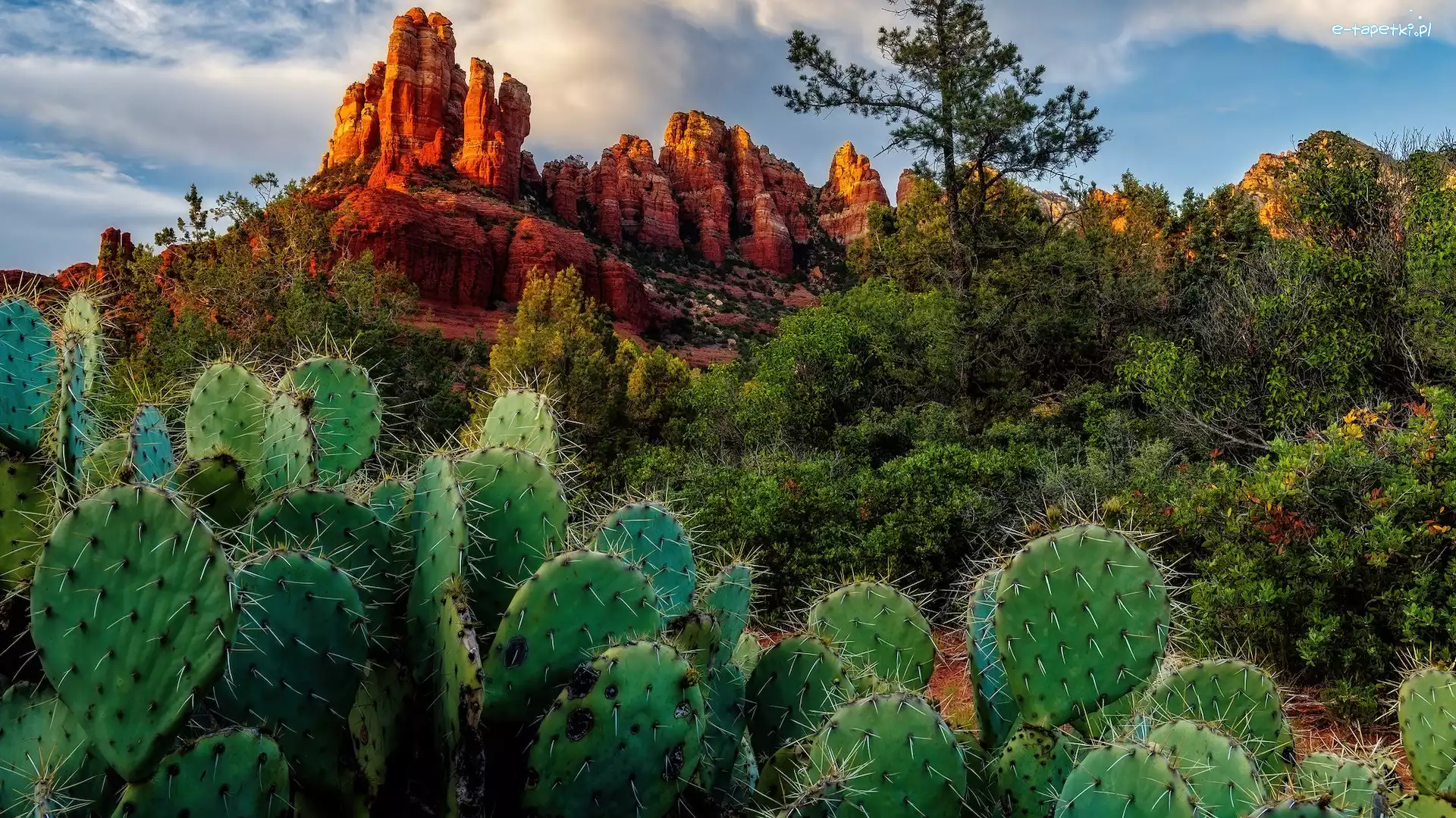 Sedona, Stan Arizona, Kaktusy, Drzewa, Hrabstwo Coconino, Crimsons Cliff, Skały, Stany Zjednoczone