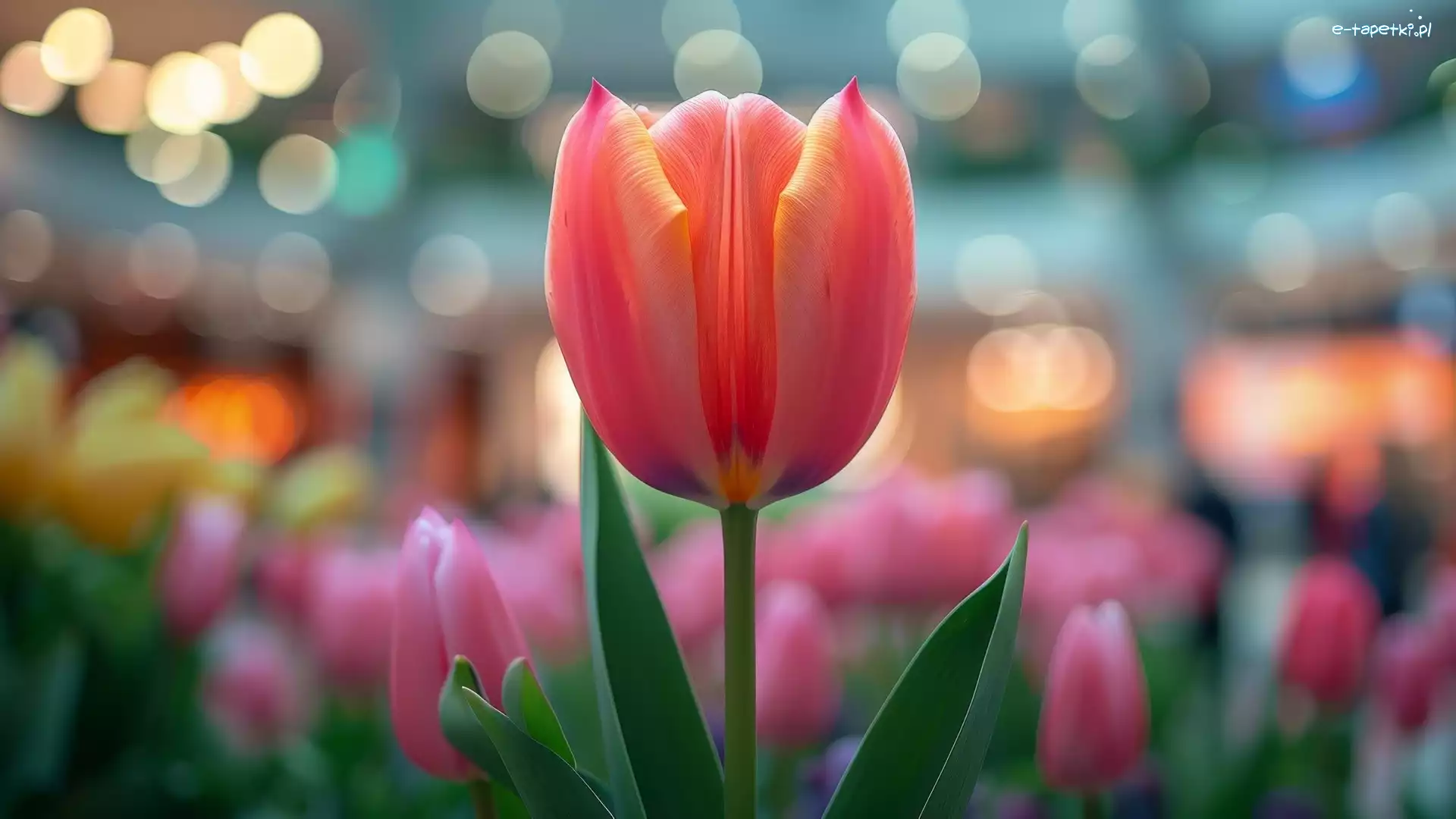 Tulipan, Bokeh, Zbliżenie, Żółto-czerwony