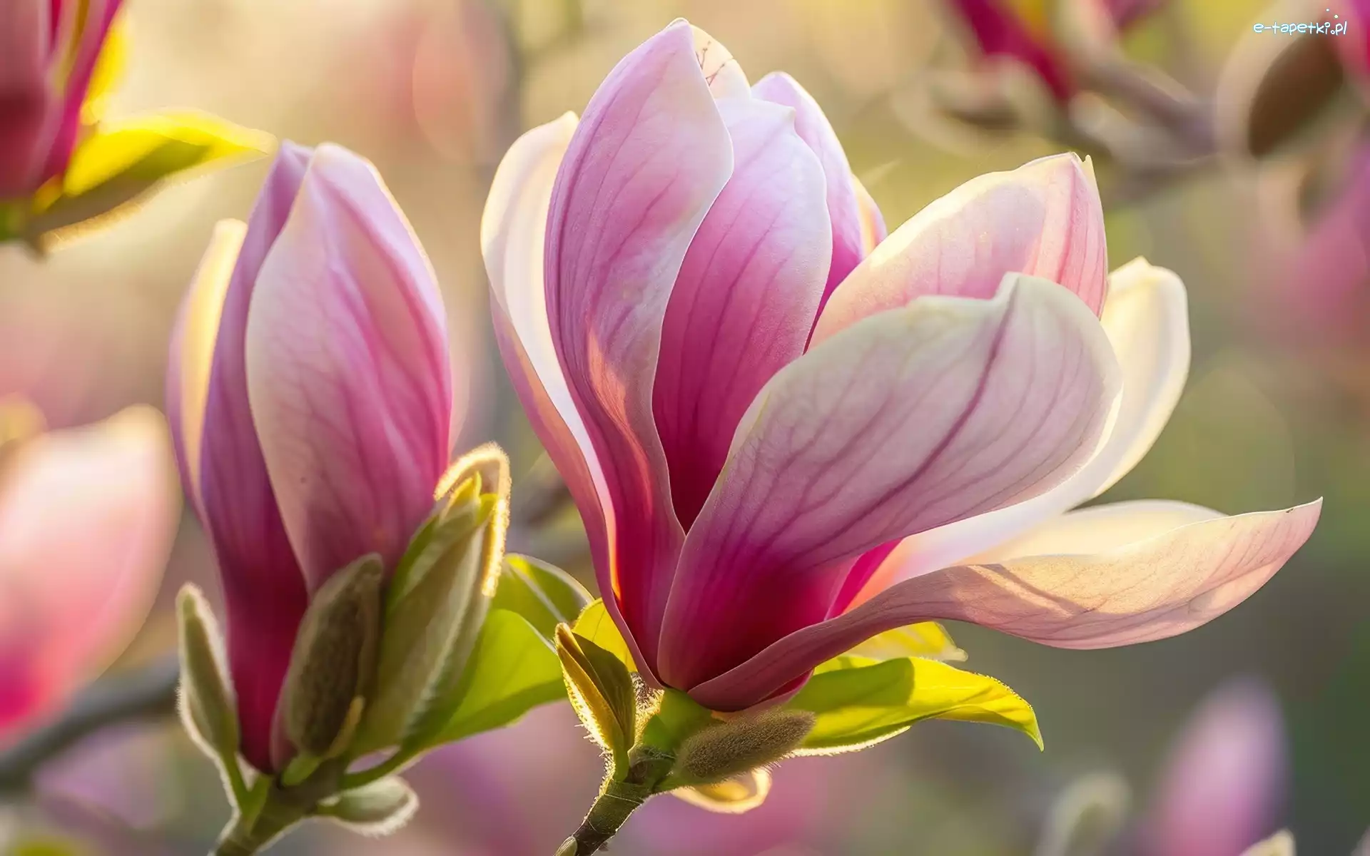 Pąk, Kwiat, Magnolia