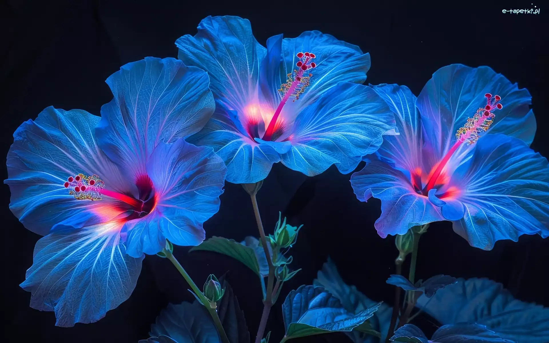 Niebieskie, Grafika, Hibiskusy, Kwiaty
