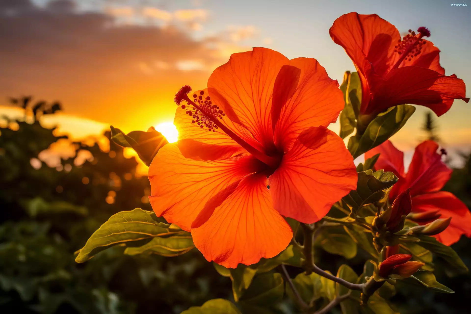 Hibiskusy, Kwiaty, Czerwone, Grafika, Zachód słońca