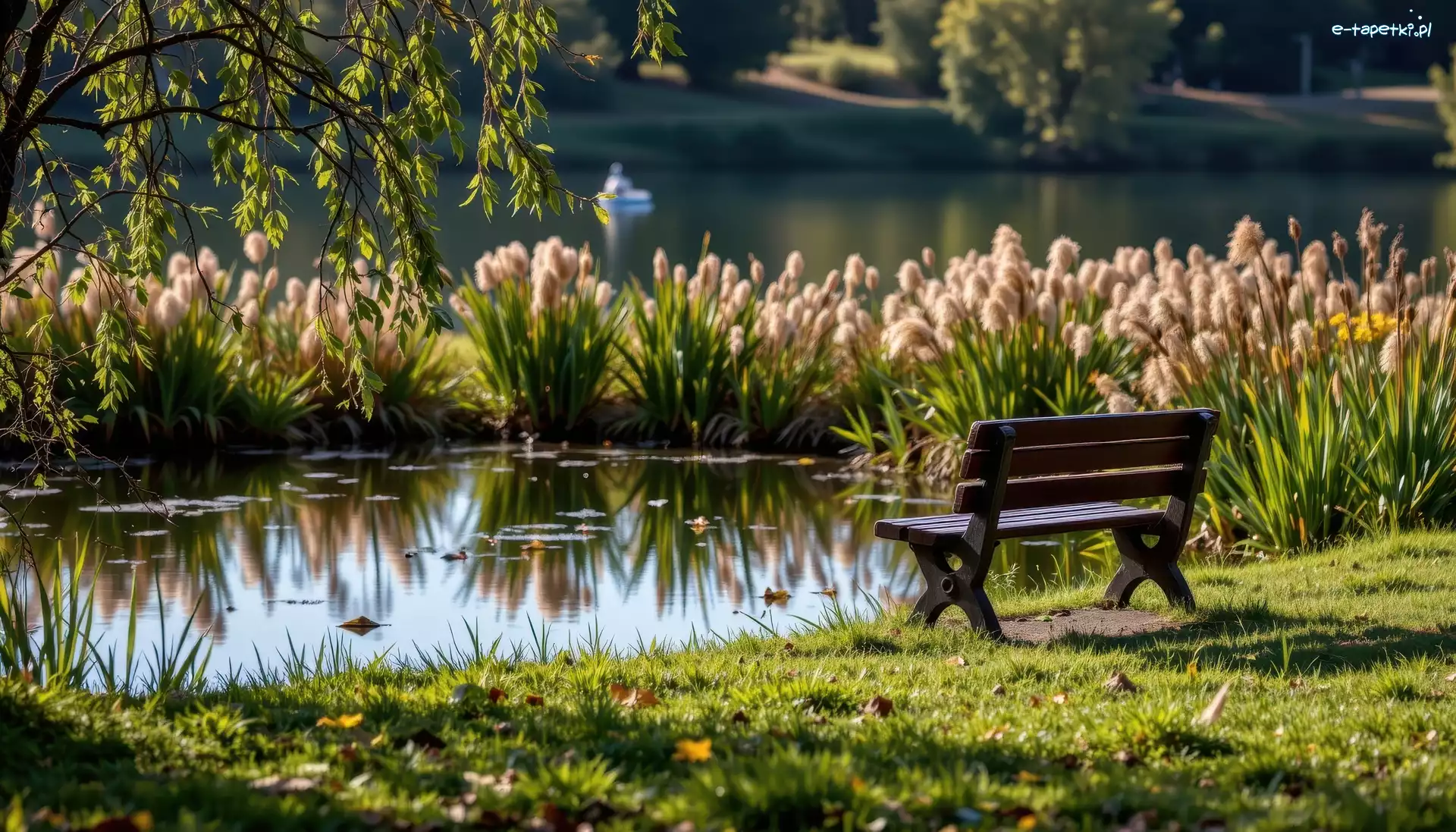 Ławka, , Staw, Trzciny, Park