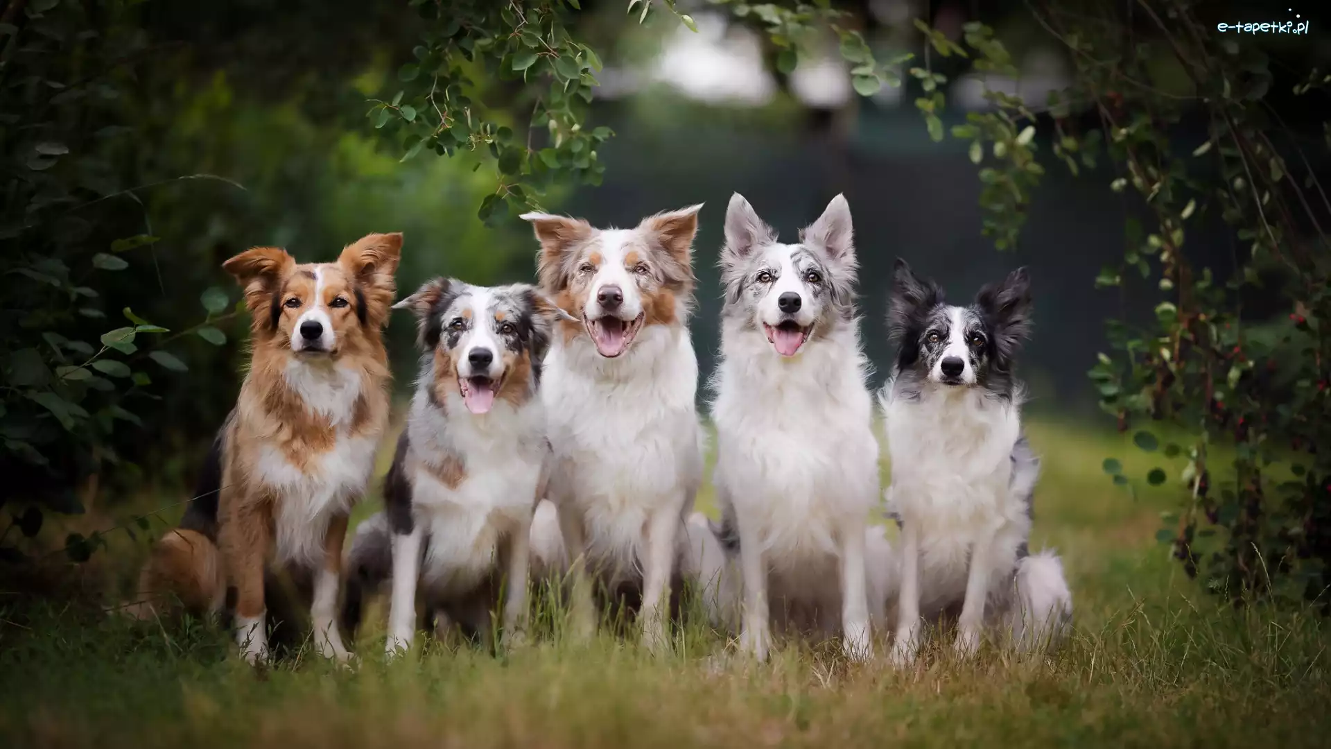 Psów, Border collie, Psy, Pięć