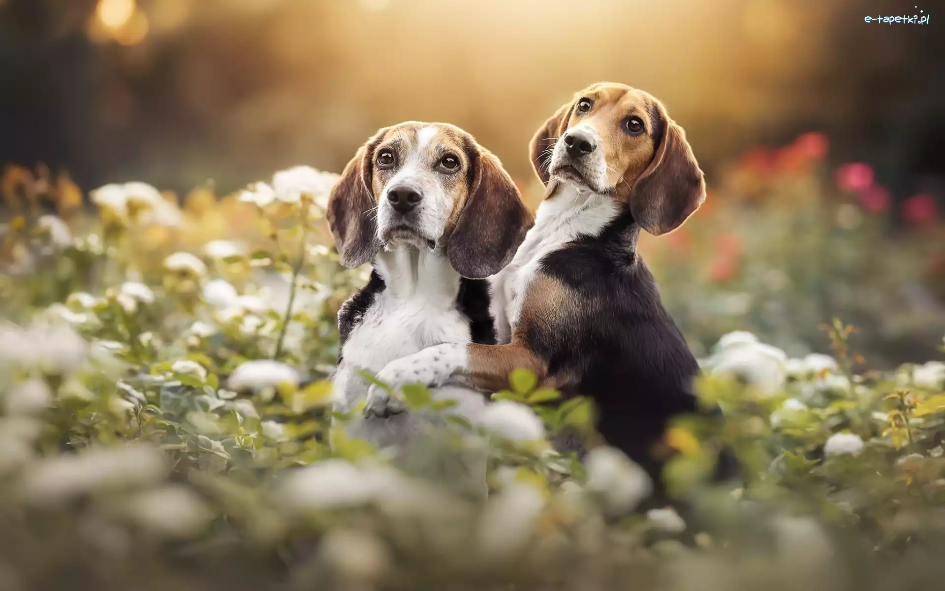 Psy, Kwiaty, Beagle, Dwa