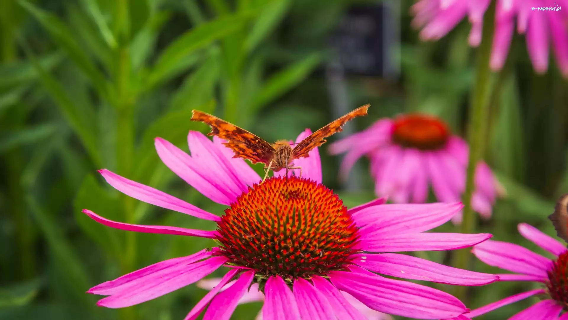 Kwiat, Jeżówka, Różowa, Motyl