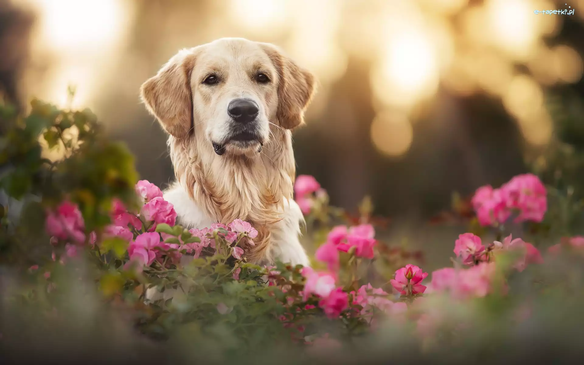 Golden retriever, Kwiaty, Mordka, Pies