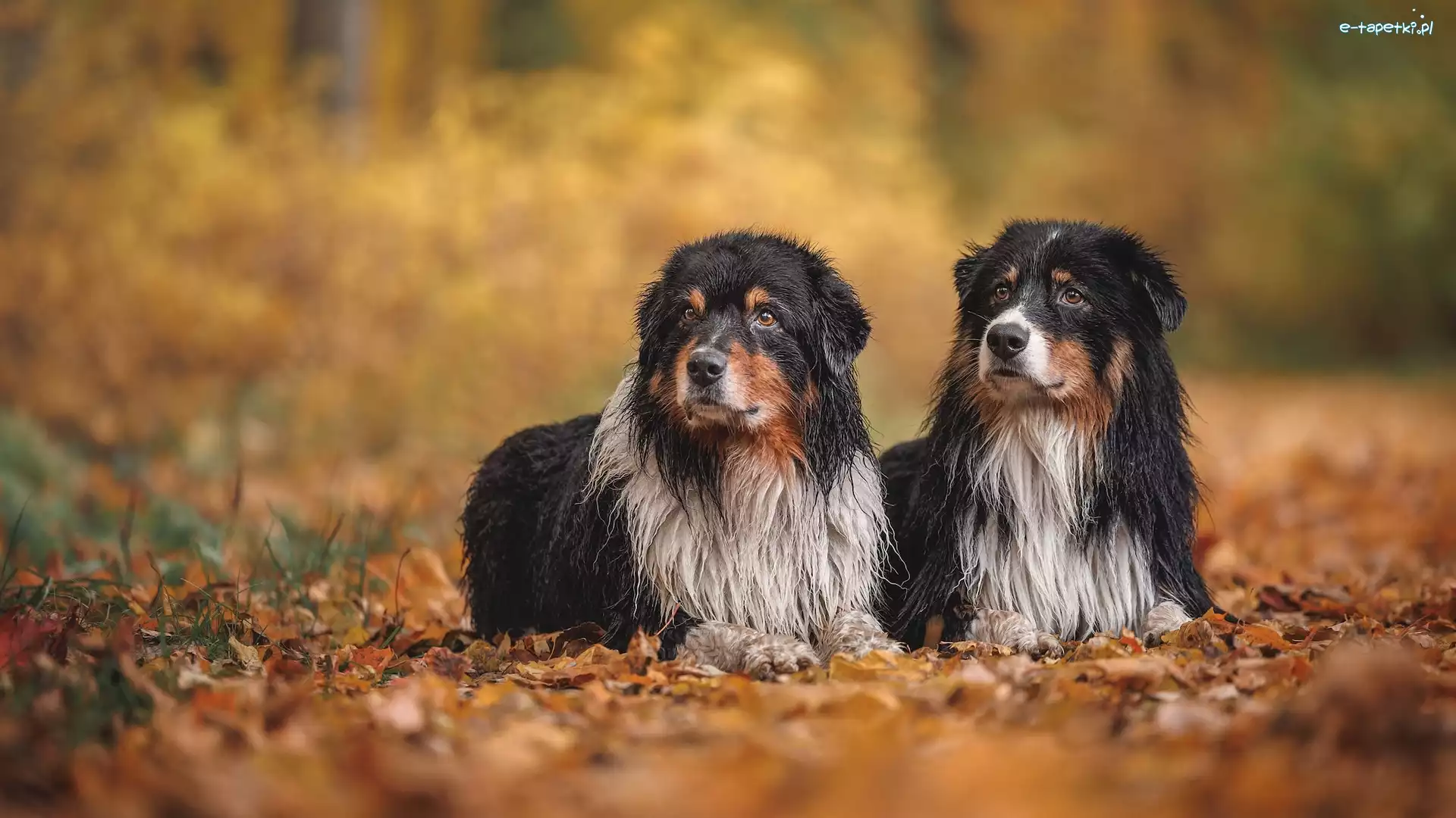 Dwa, Owczarki australijskie, Leżące, Psy