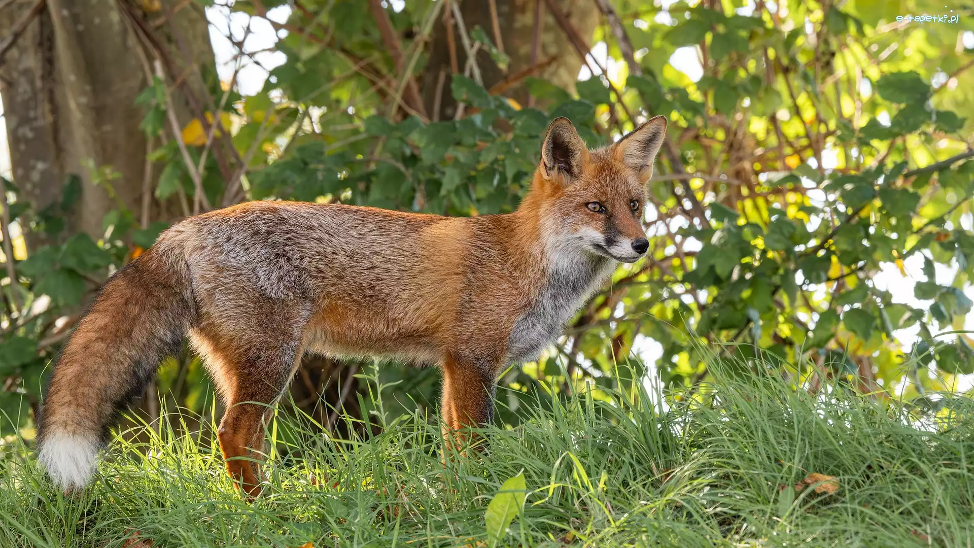 Lis, Gałęzie, Trawa, Rudy