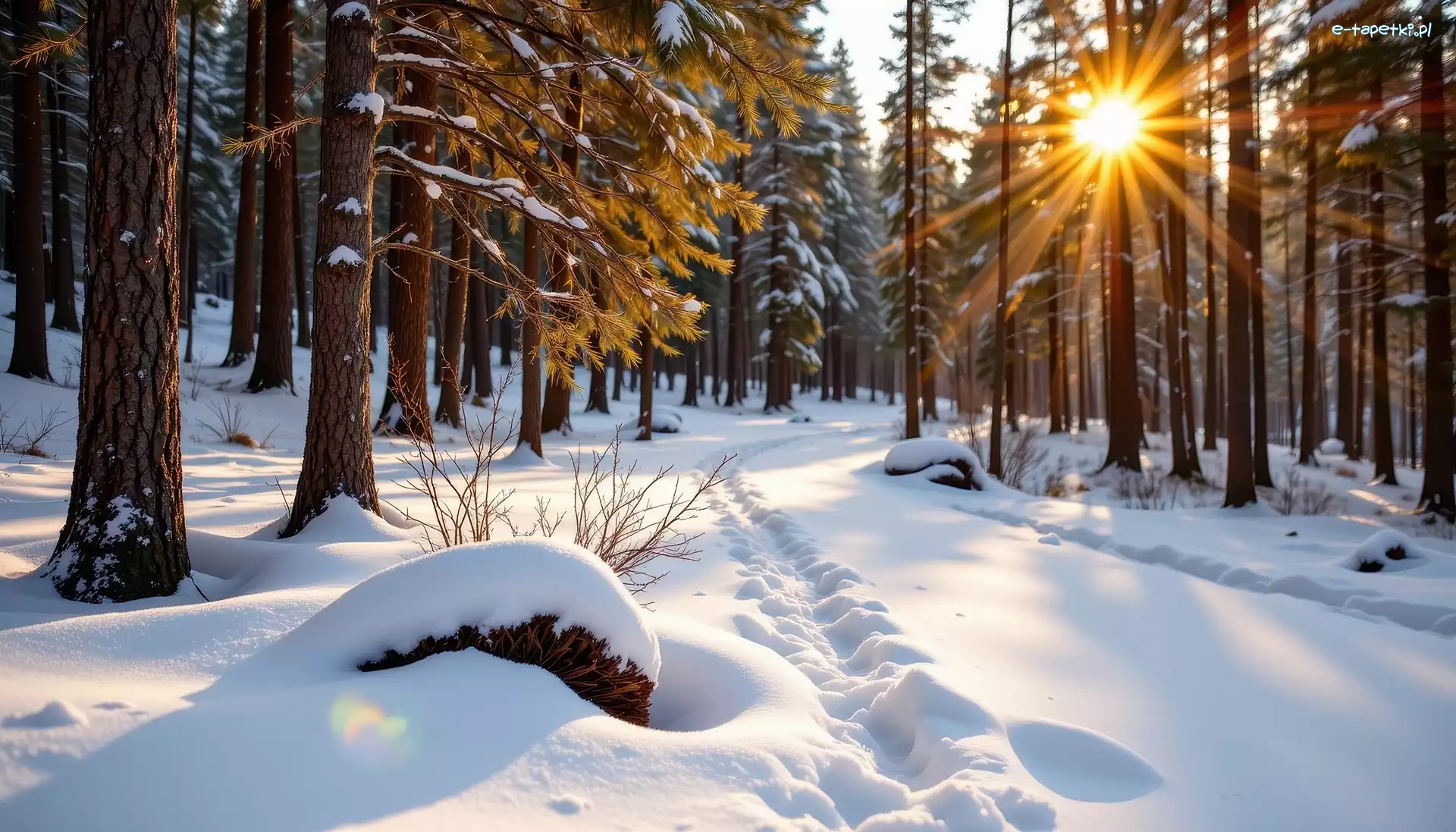 Zima, Drzewa, Las, Grafika AI, Promienie słońca