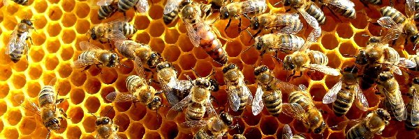 Miodu, Plaster, Pszczoły