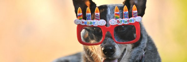 Czerwone, Urodziny, Okulary, Pies