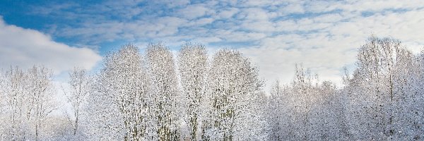 Śnieg, Zima, Niebo, Drzewa
