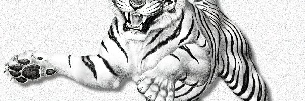 Atak, Tygrys, Biały