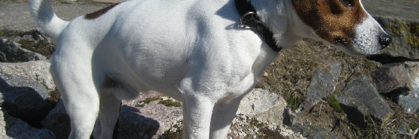skały, Jack Russell Terrier