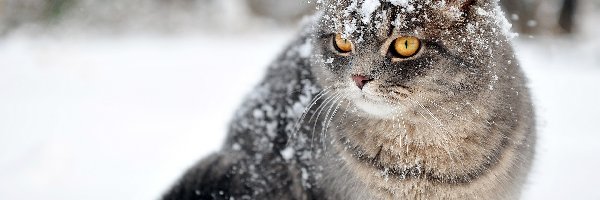Śnieg, Zima, Kot