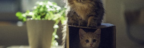 Pudełko, Koty
