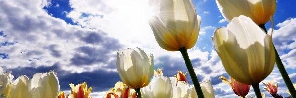 Chmury, Tulipany