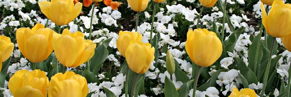 Tulipany, Kwiatki, Białe, Żółte