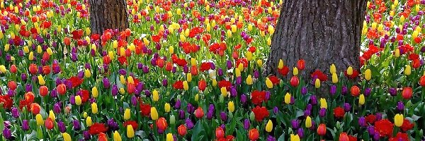 Tulipany, Kolorowe, Park