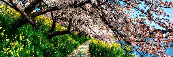 Wiosna, Kwitnące, Ścieżka, Roślinność, Drzewo