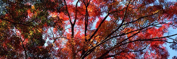 Drzewo, Liście, Gałęzie, Jesień