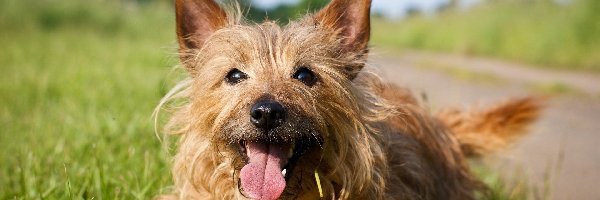Terrier australijski, Piesek
